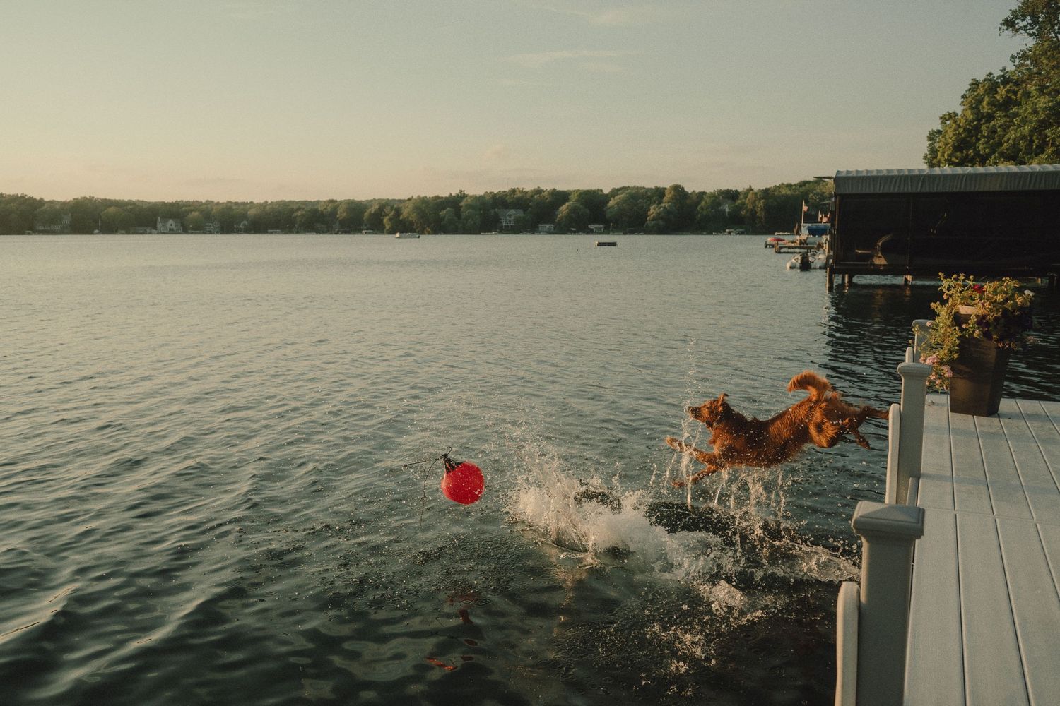 Golden retriever leaping off white dock into calm lake chasing a red ball at sunset.