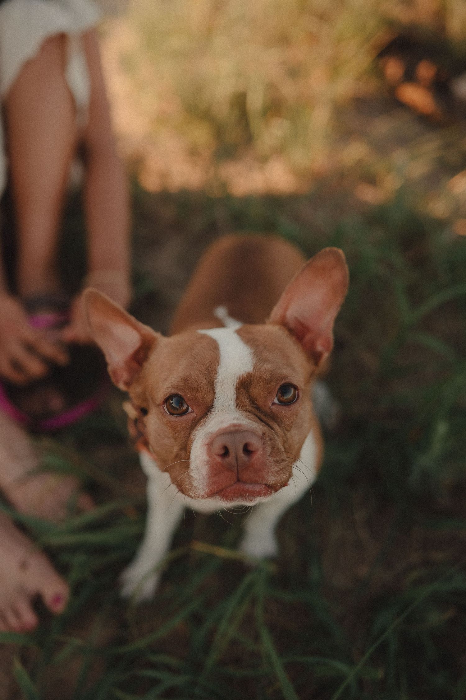 Adorable brown and white Boston Terrier puppy looking up at camera while sitting in green grass.