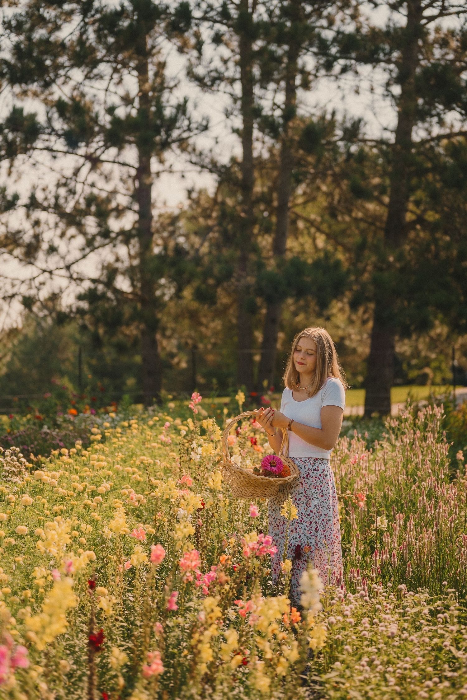 A golden-lit wildflower field with pink blooms and tall pine trees in the background during sunset.