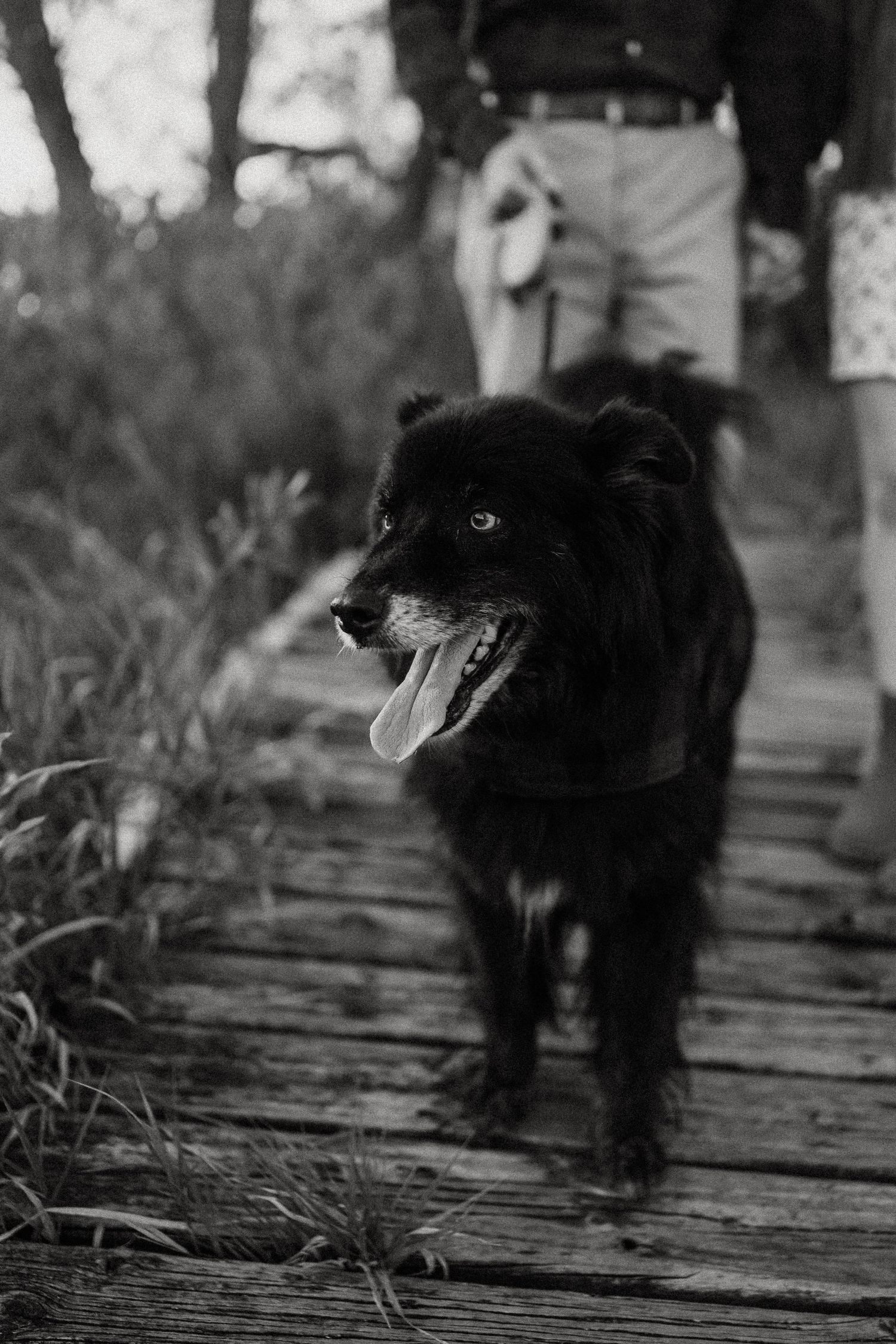 Black dog walking on wooden boardwalk captured in black and white photography.