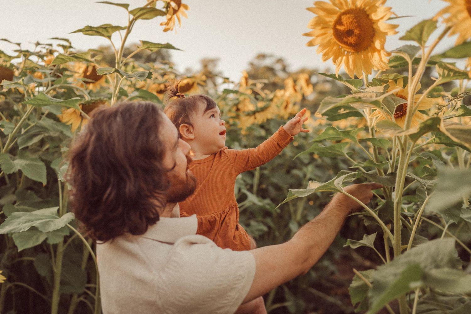 People exploring tall sunflowers together in evening light.