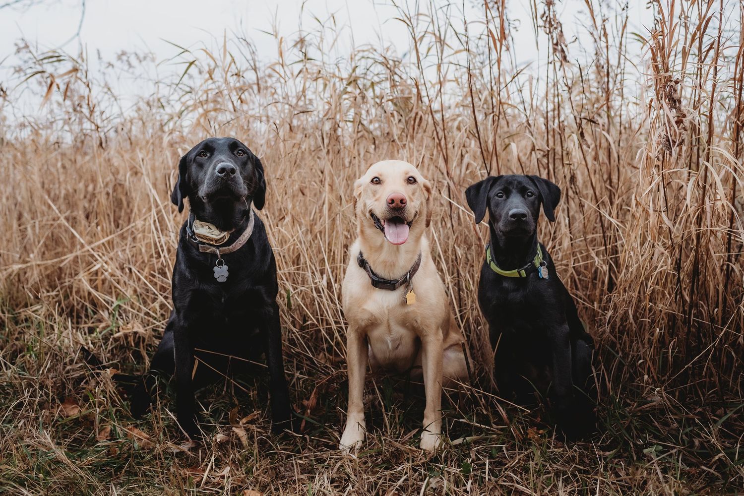 Three dogs - two black and one yellow - sit together in front of tall autumn grasses.