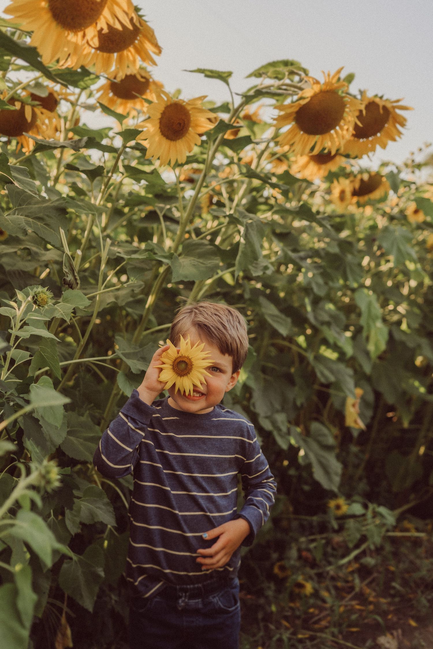 Young child holding a sunflower while standing in a vibrant sunflower field.