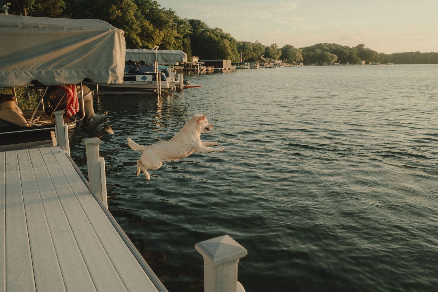 A golden retriever leaping off a dock into a calm lake at sunset near a marina.
