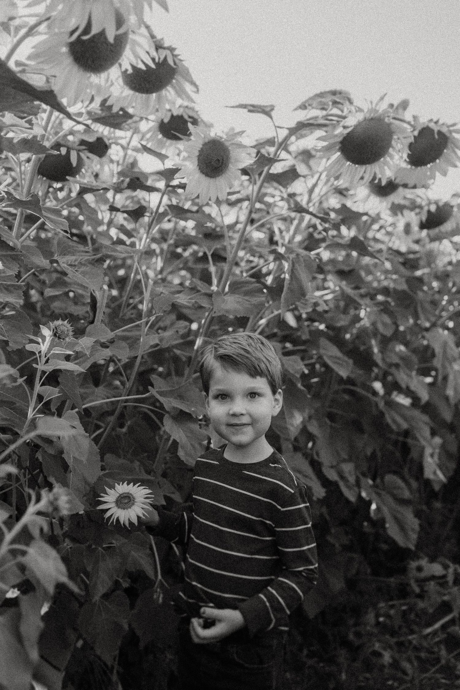 Child in striped shirt stands among towering sunflowers in black and white photography.