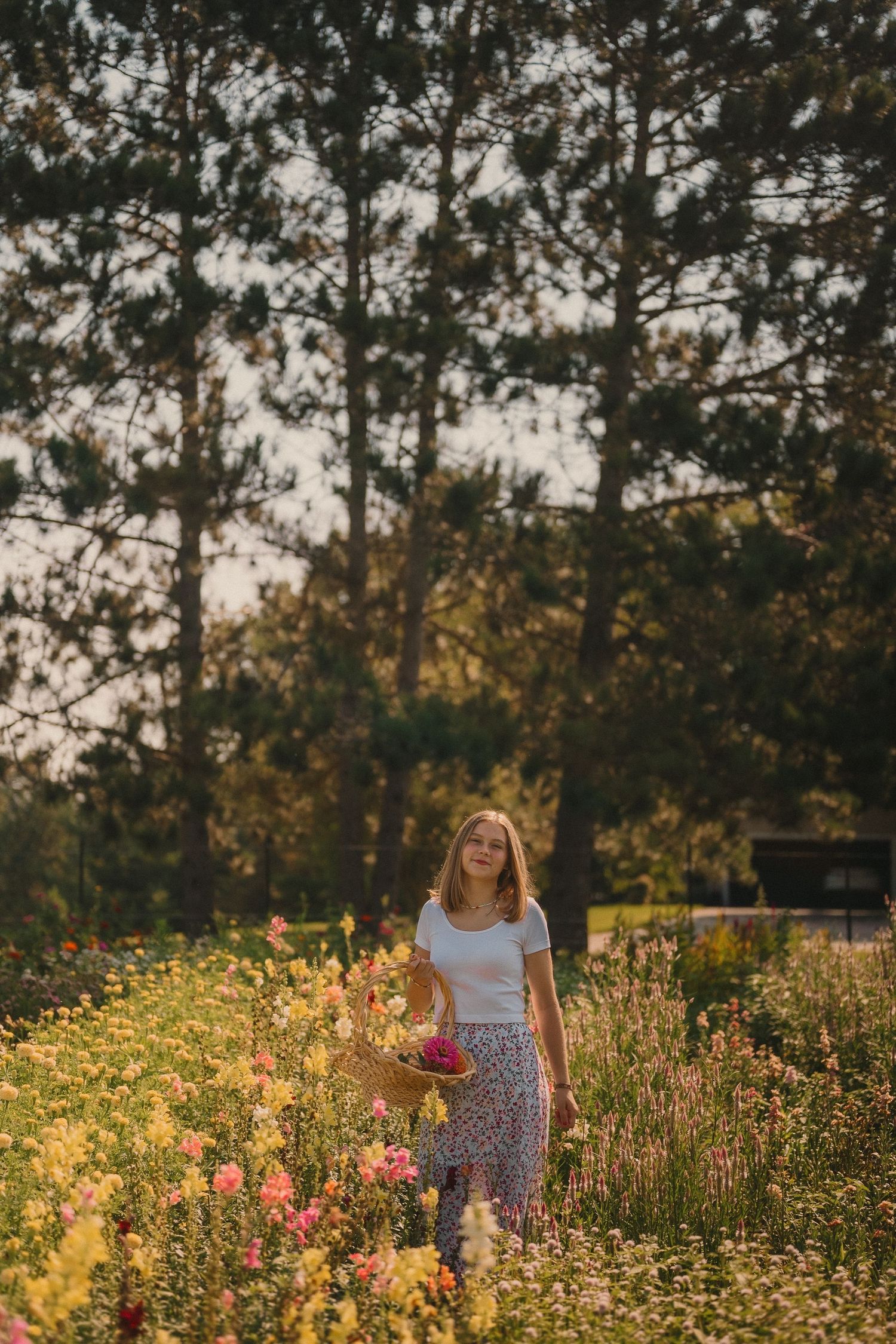 A figure walking through a wildflower meadow with tall pine trees in the background at sunset.