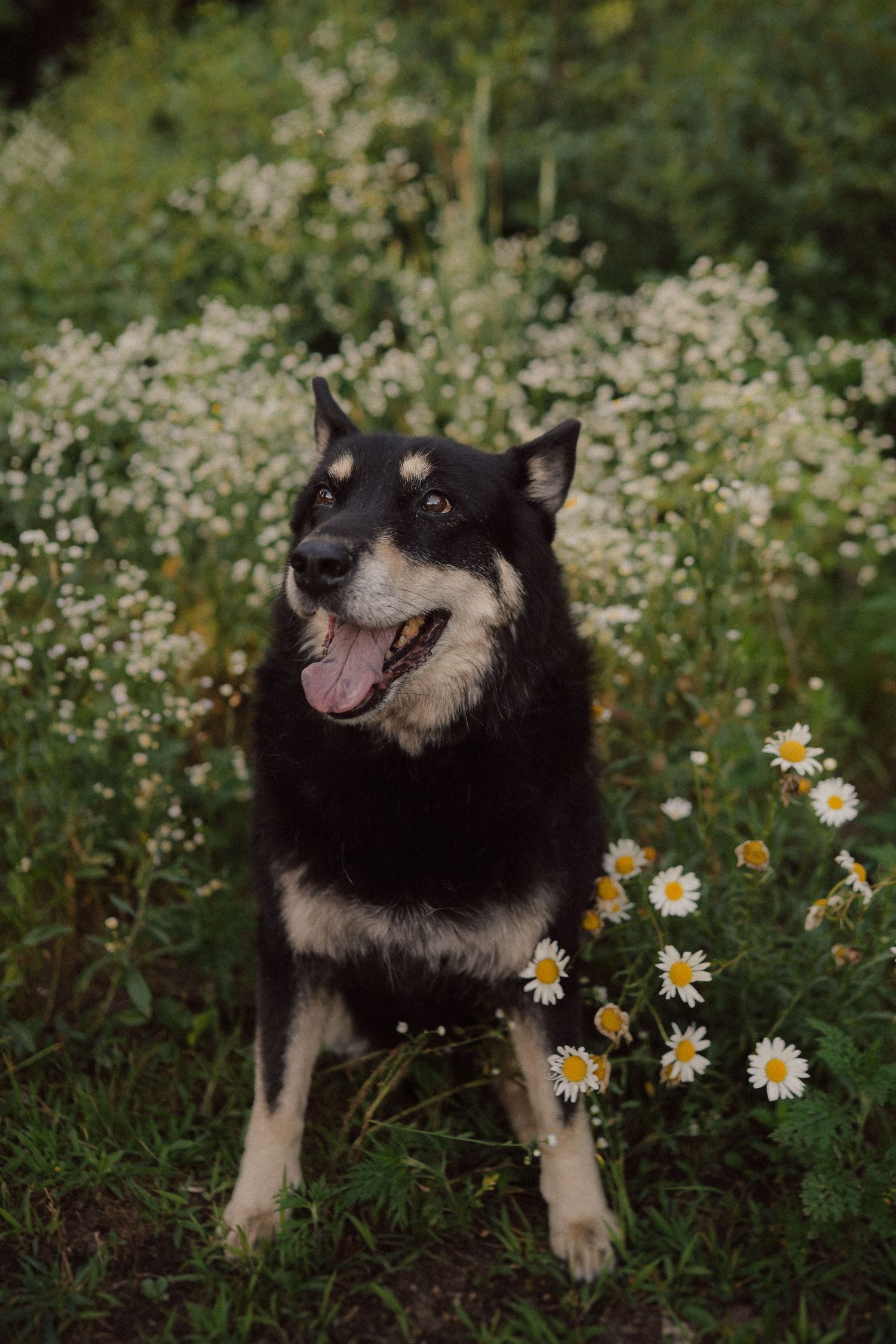 A happy black and tan dog sits among blooming white daisies in a garden.
