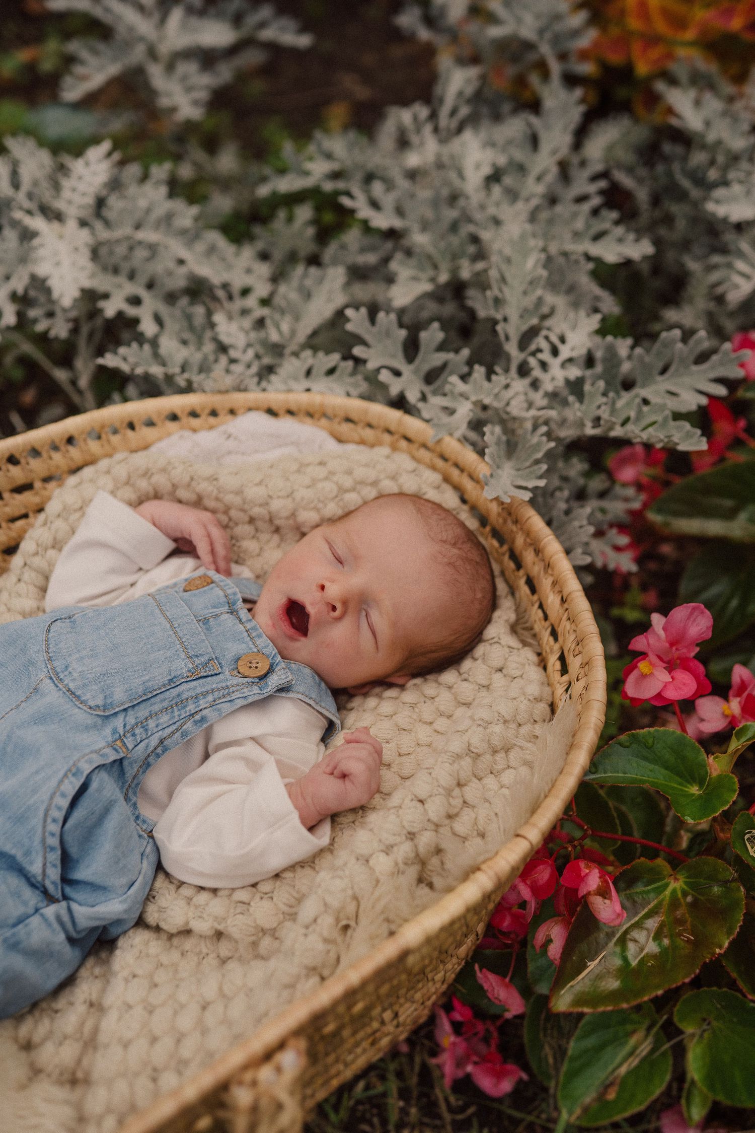 A sleeping newborn in overalls rests in a cozy woven basket surrounded by dusty miller plants and pink flowers.