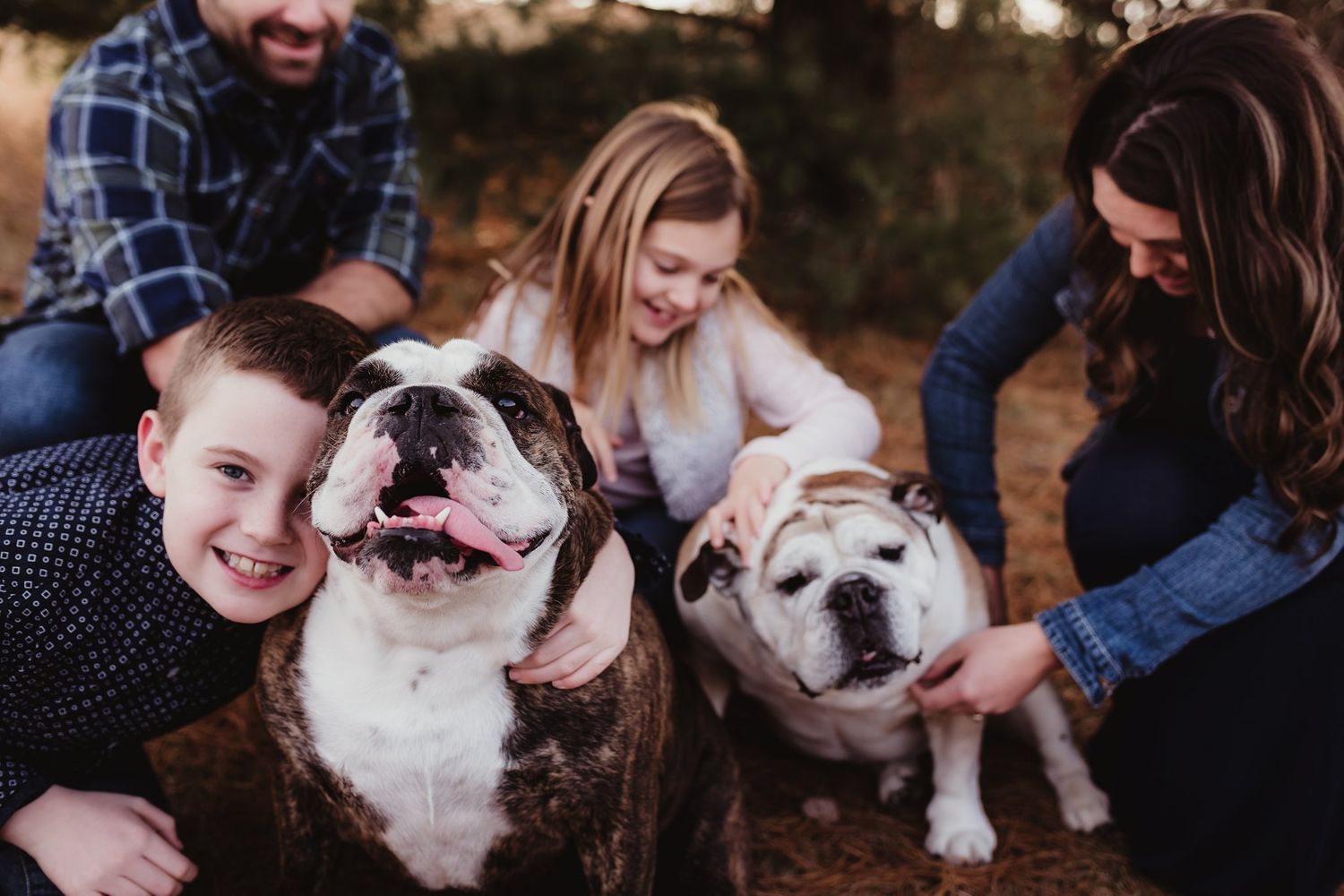 Candid family moment with two bulldogs showing playful expressions.
