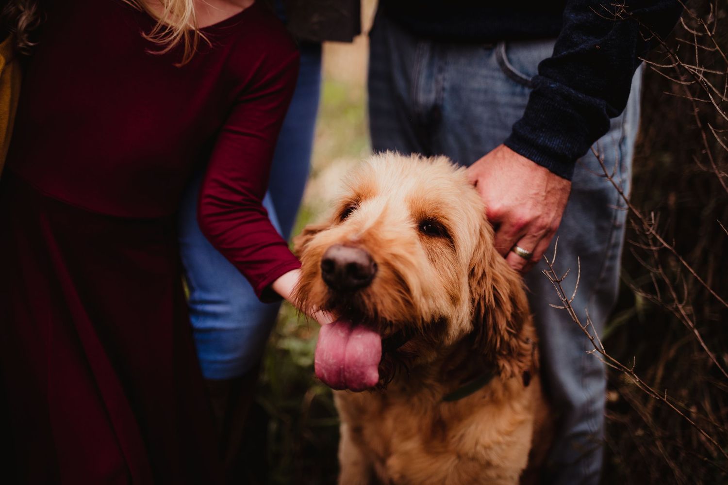 Golden retriever with tongue out being petted while wearing autumn attire.