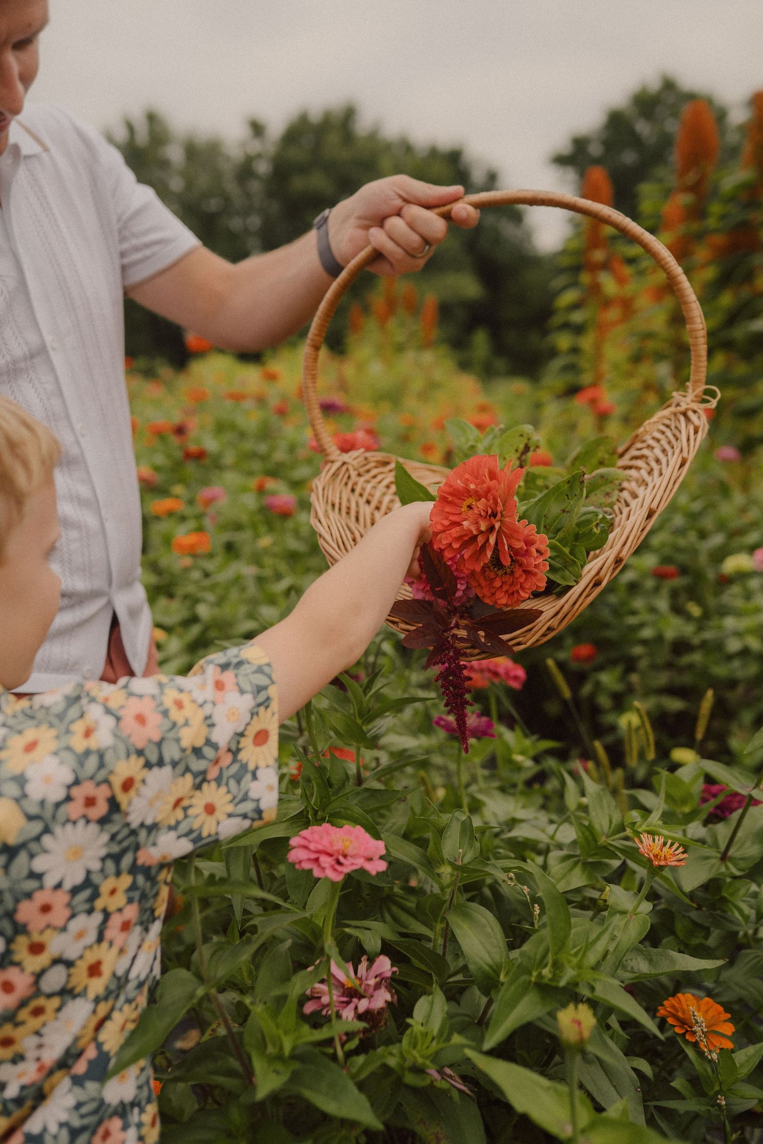 Hands placing freshly cut flowers into a woven basket among colorful garden zinnias and dahlias.