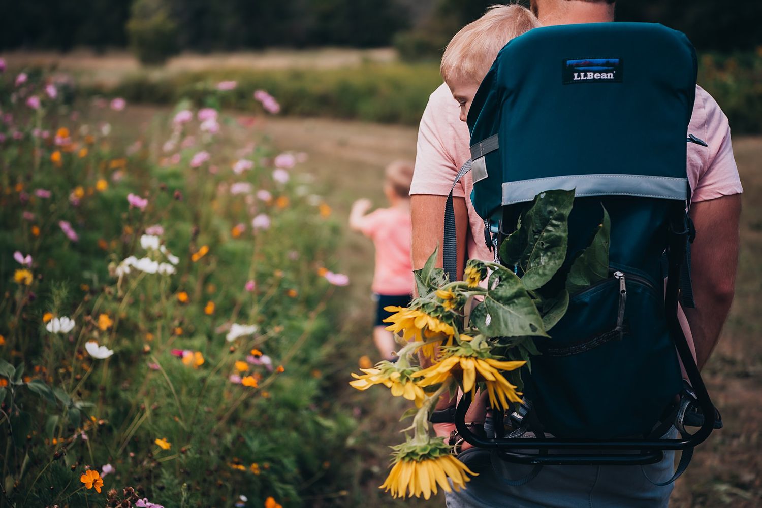 A backpack carrier against bright sunflowers on a trail under blue skies.