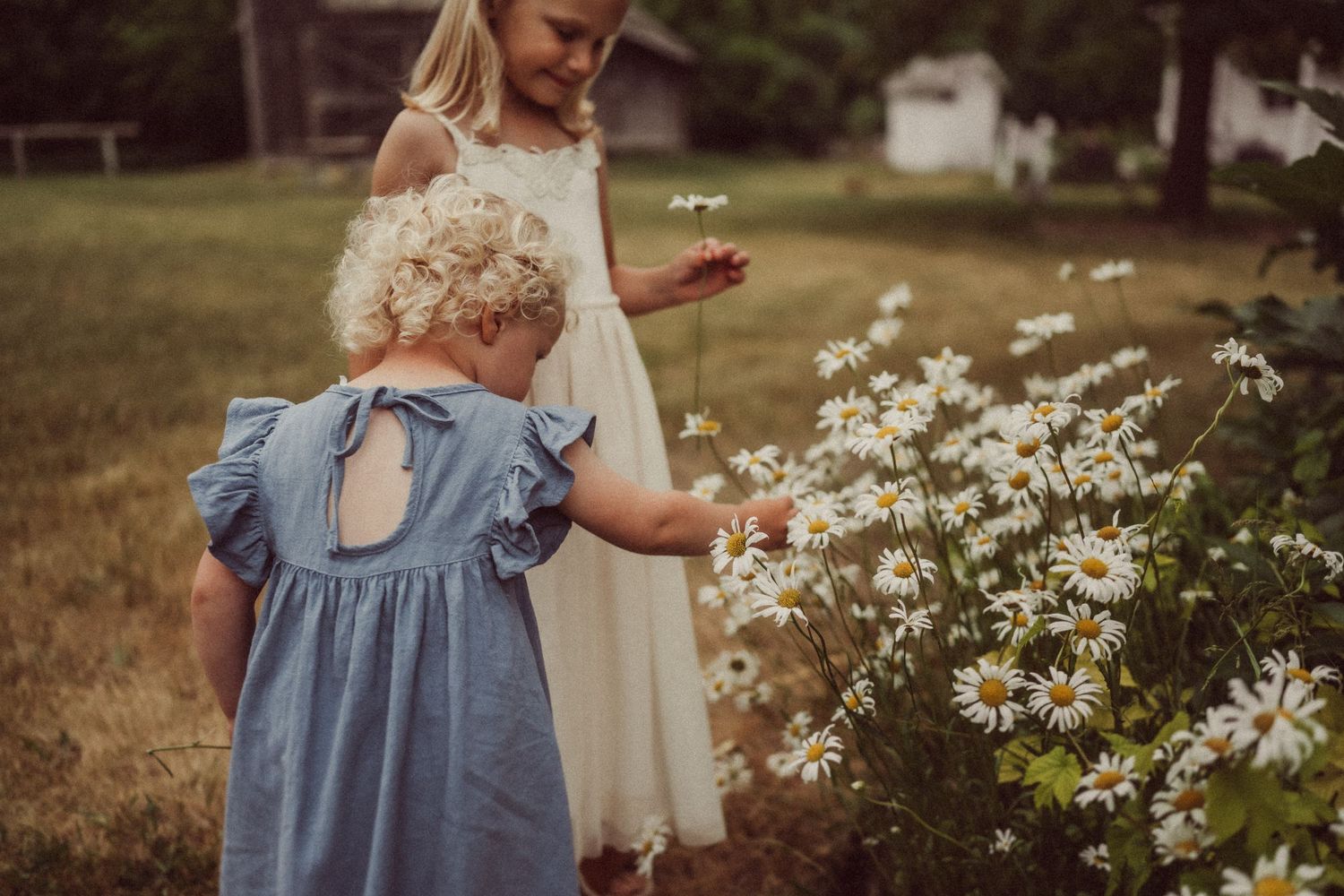 A child in a blue dress touches white daisies growing in a garden.