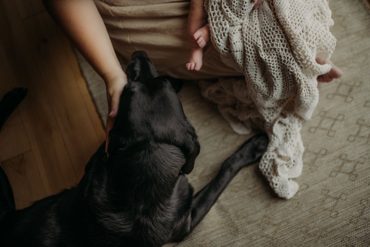 Close-up view of a black dog resting next to someone on a patterned carpet.