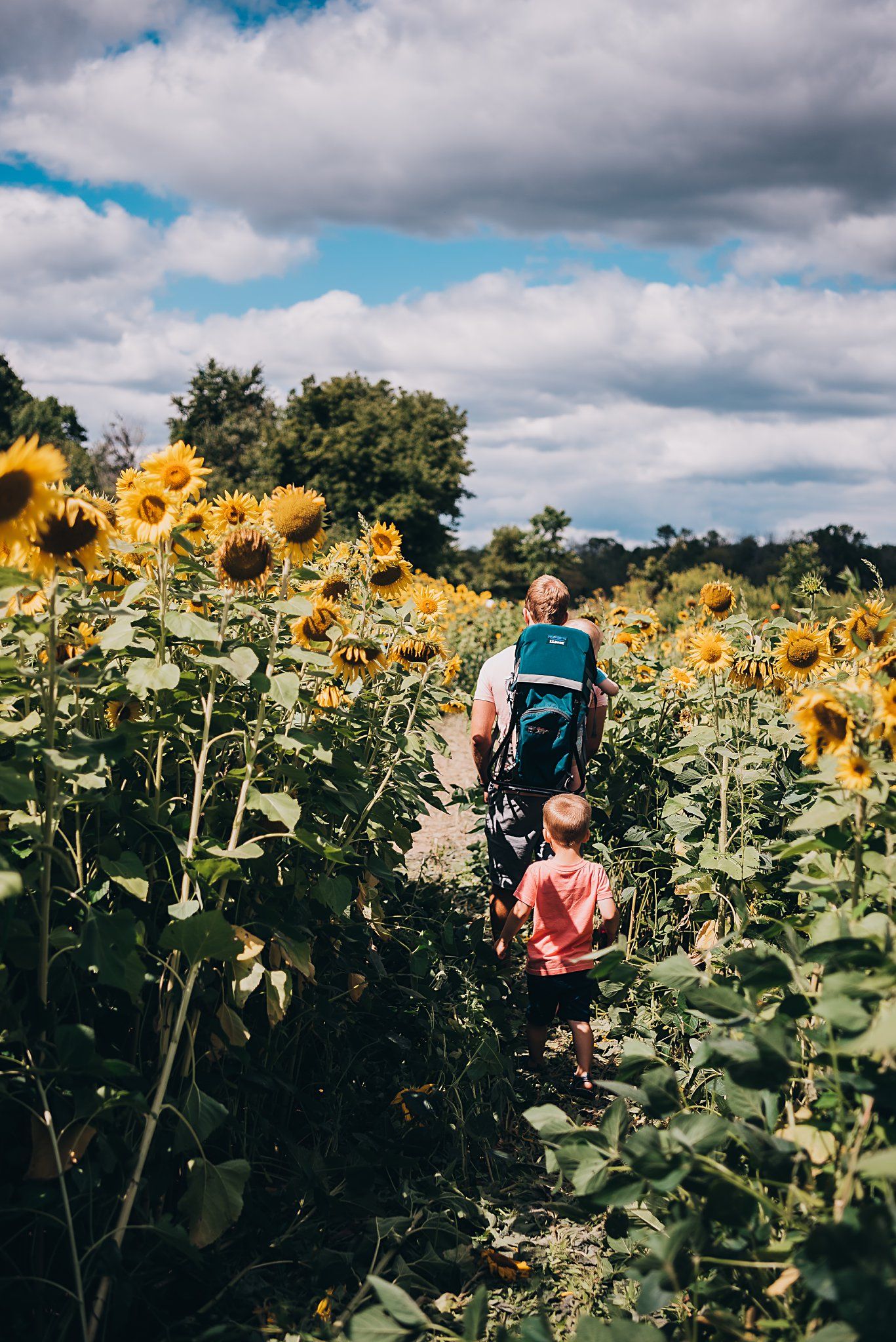 A pathway winds through tall sunflowers on a sunny summer day with puffy clouds overhead.