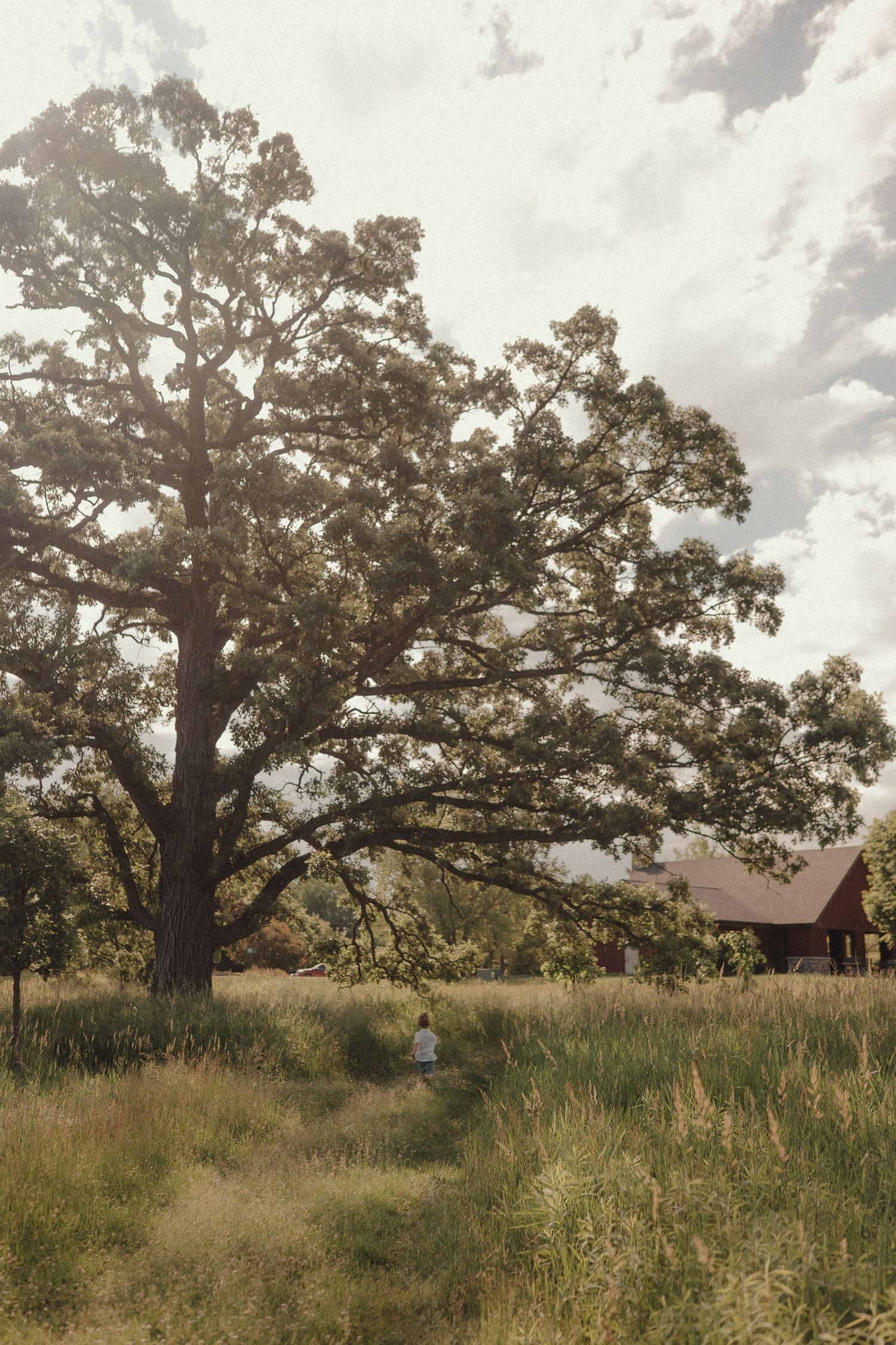 A person stands beneath a massive oak tree in a golden meadow beside a rustic red barn under cloudy skies.