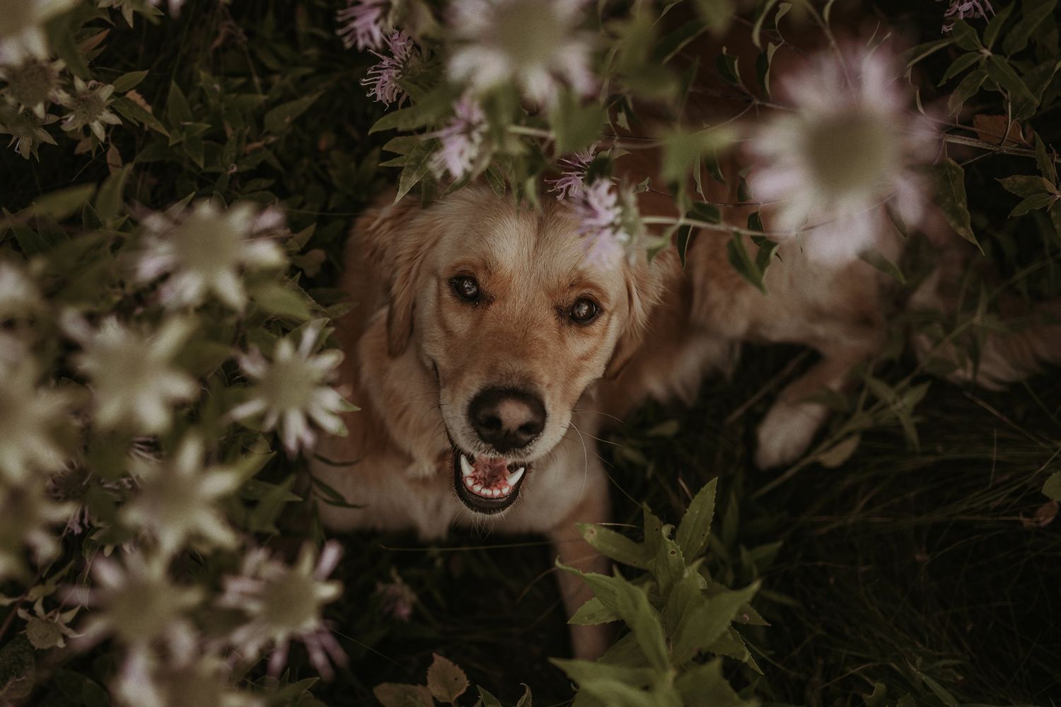 Golden retriever dog peeks through white wildflowers with a happy expression.