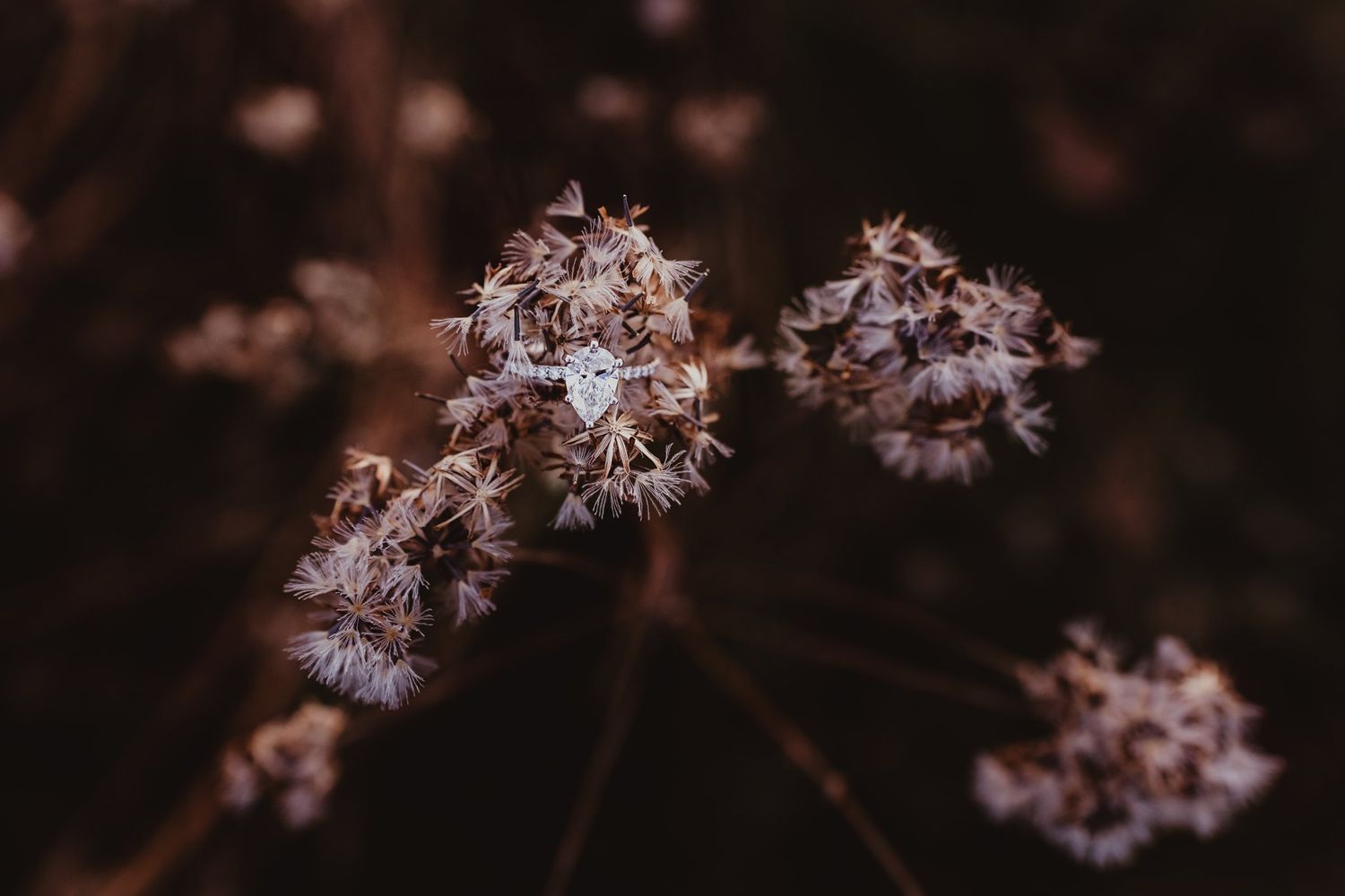 Delicate dried flower blooms captured in moody lighting with a dark background.