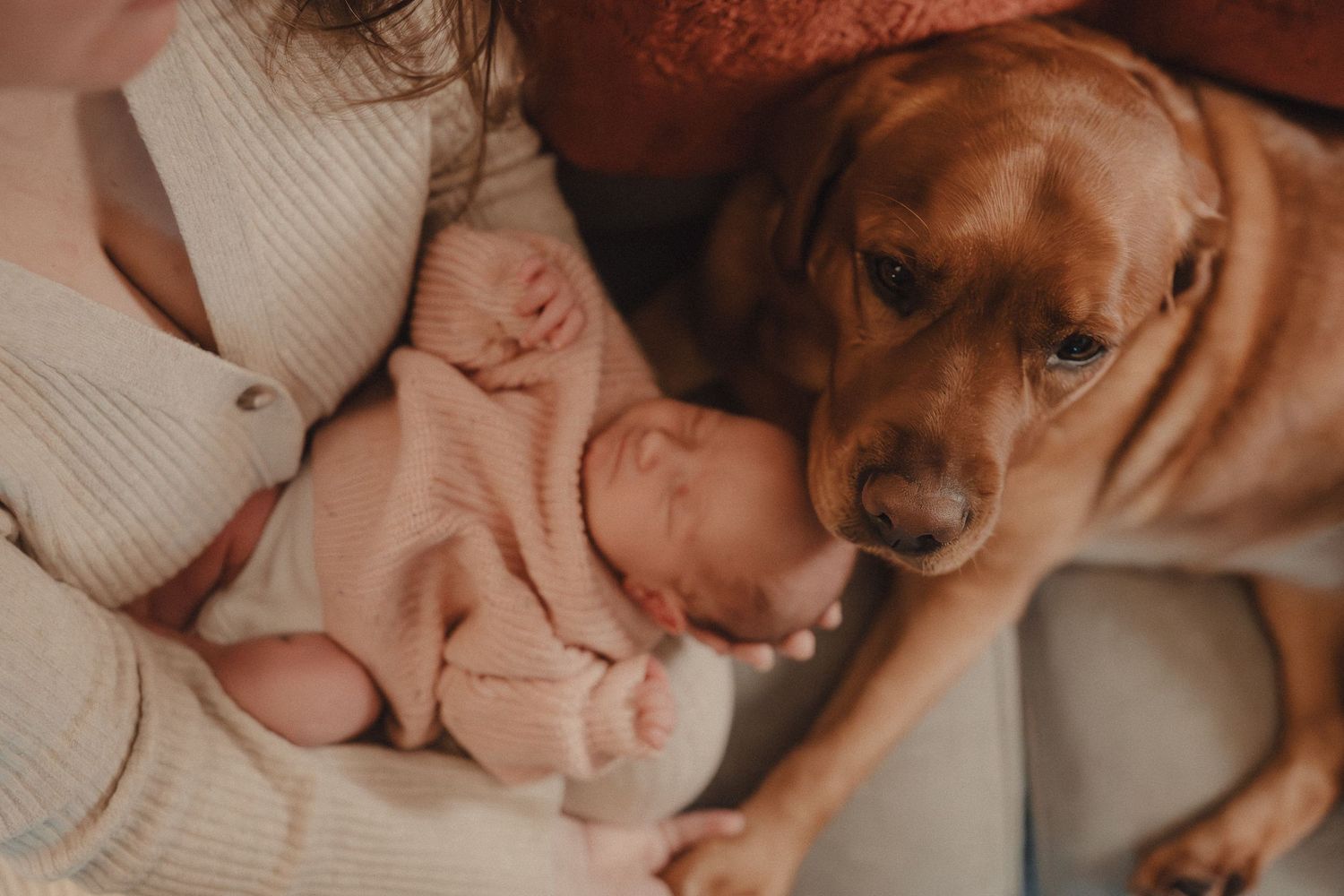 Close-up lifestyle photos showing tender interactions in warm, golden tones.