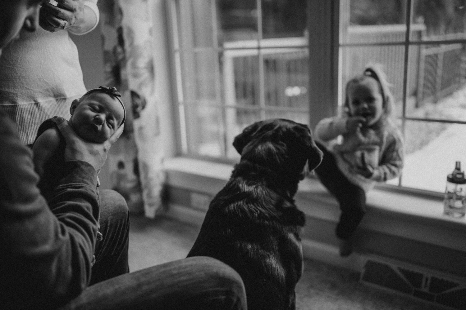 A black dog looks attentively while people gather by a sunny window.