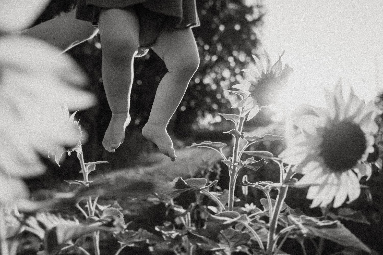 Black and white image showing small feet dangling above a sunflower garden.