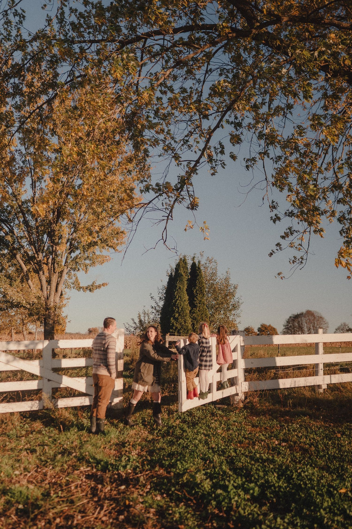 Autumn scene with white fence and golden leaves creating a panoramic view in warm evening light.