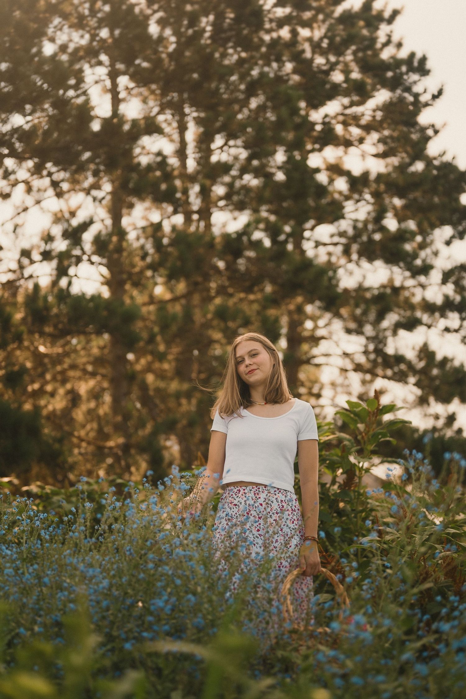 A dreamy summer scene in a meadow filled with blue wildflowers and tall pine trees at golden hour.