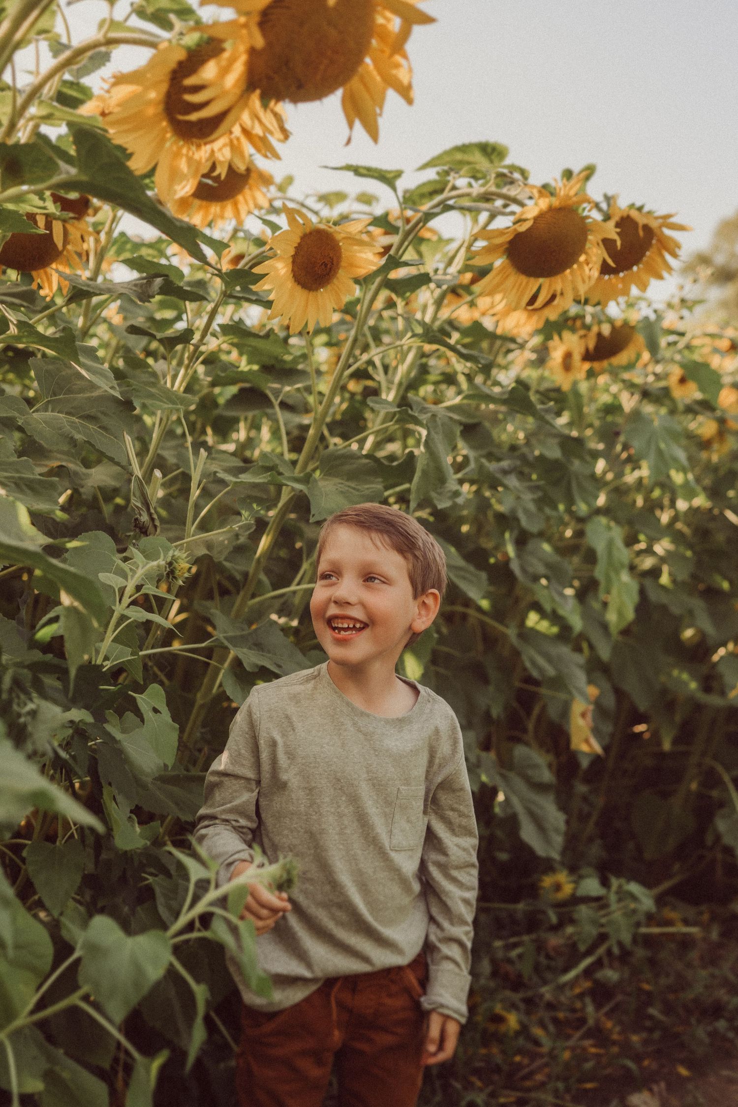 Child in gray sweater smiling brightly among tall sunflowers during golden hour.