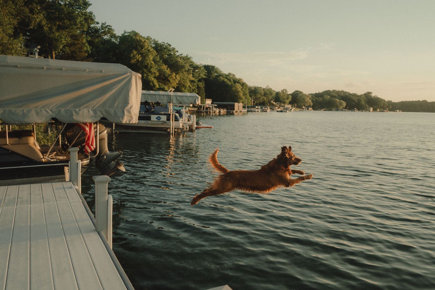 Golden retriever leaps off a dock into a lake at sunset near boat slips.