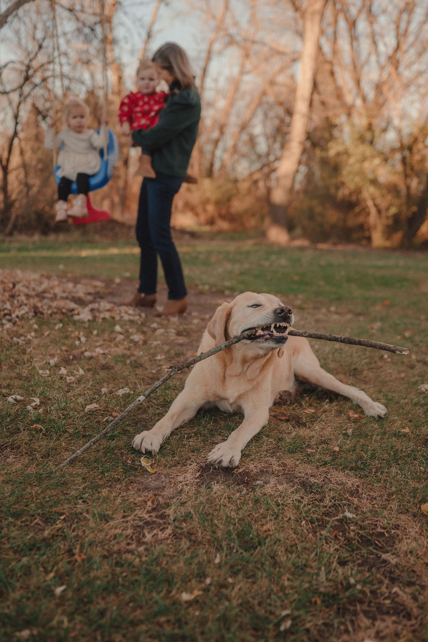 Yellow Labrador dog lying on autumn grass with leash attached.