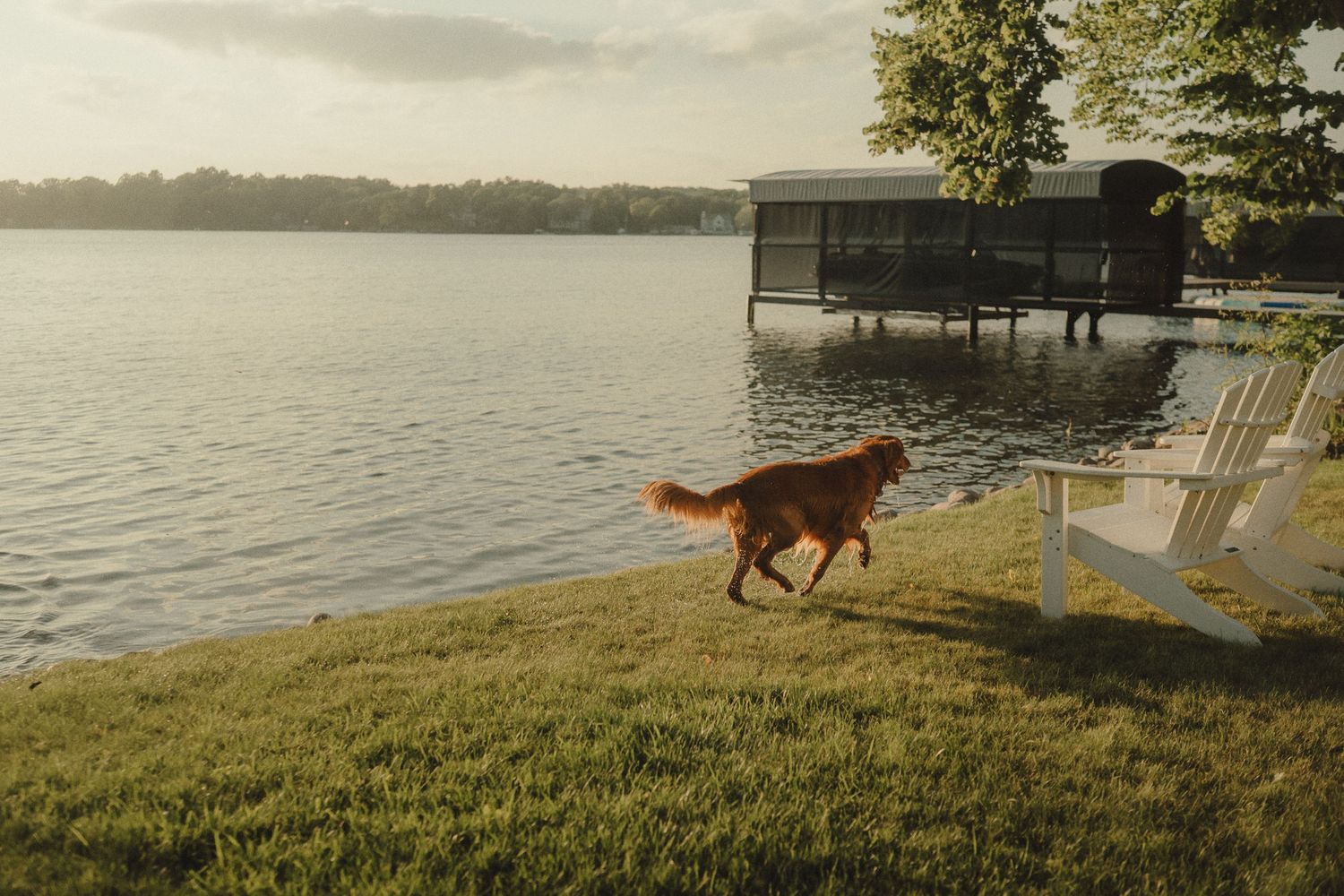 Golden retriever running across green lawn near a serene lake with a boathouse at dusk.