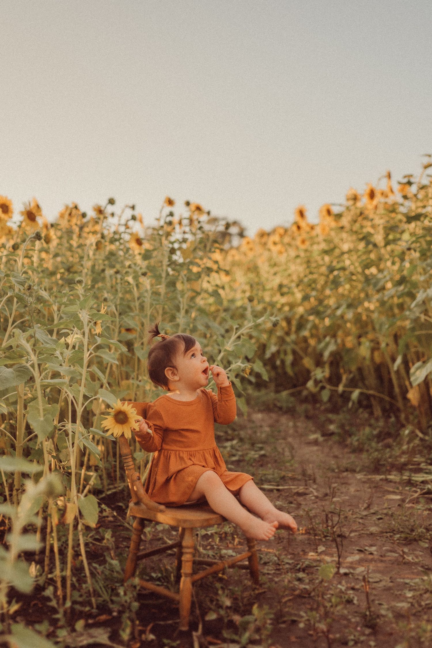 A child wearing orange dress sits on wooden chair in sunflower field during sunset.