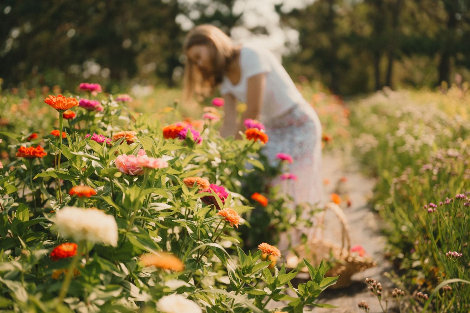 Figure in white dress bends over to tend vibrant orange and pink flowers in a sunny garden.