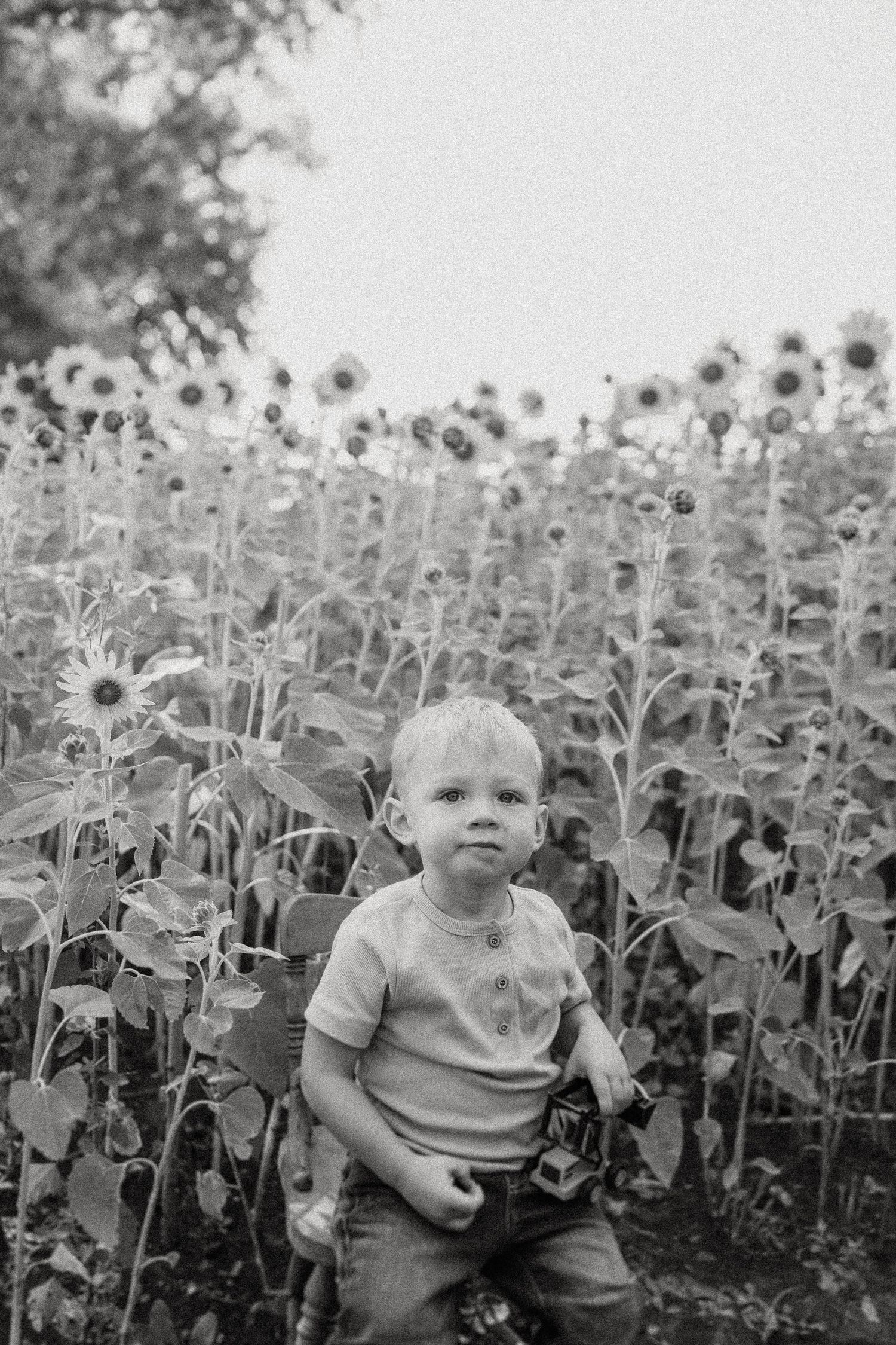 Black and white portrait of a small child standing among sunflowers.