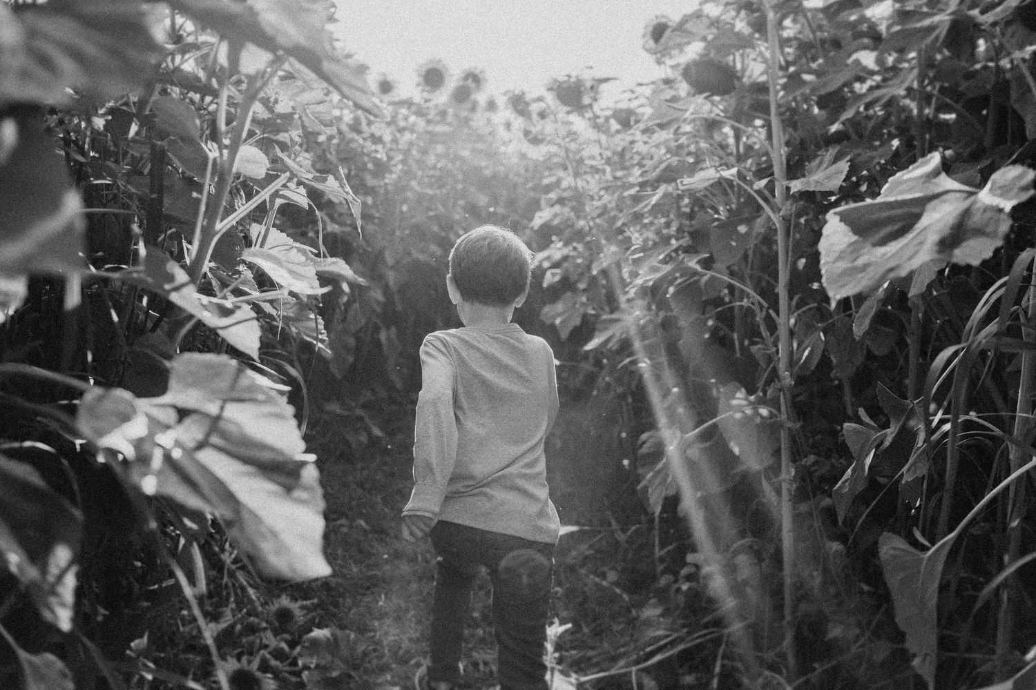 A child exploring through tall sunflowers on a misty morning in black and white.