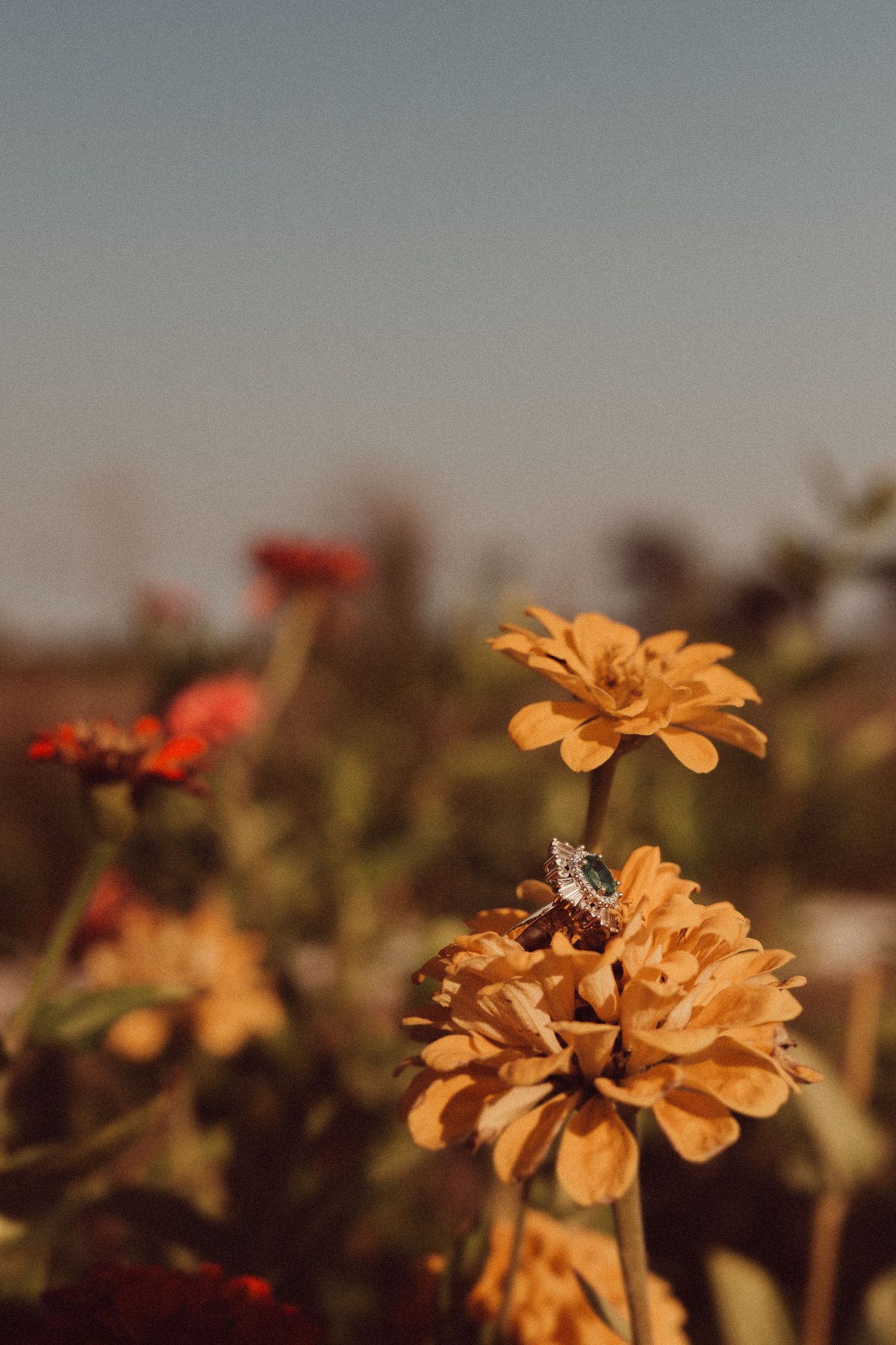 Closeup of orange marigold flowers with a bee perched on one bloom in warm sunlight.