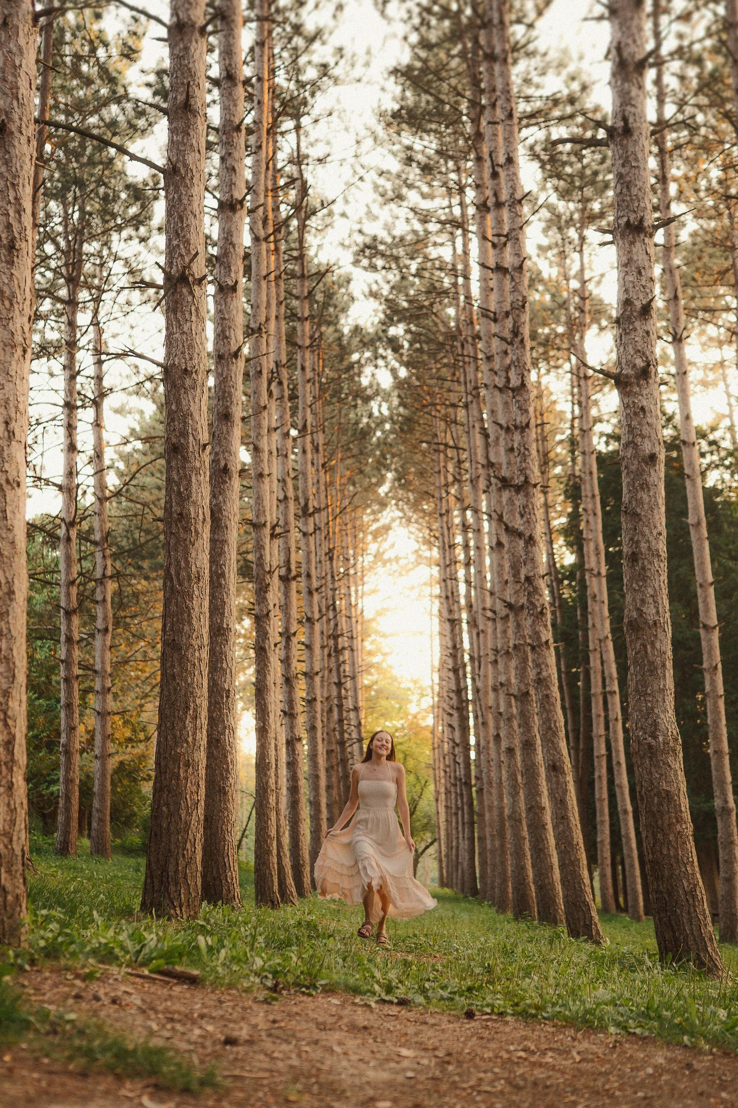 Sunlight filters through a grove of tall pine trees during golden hour creating a magical forest path.