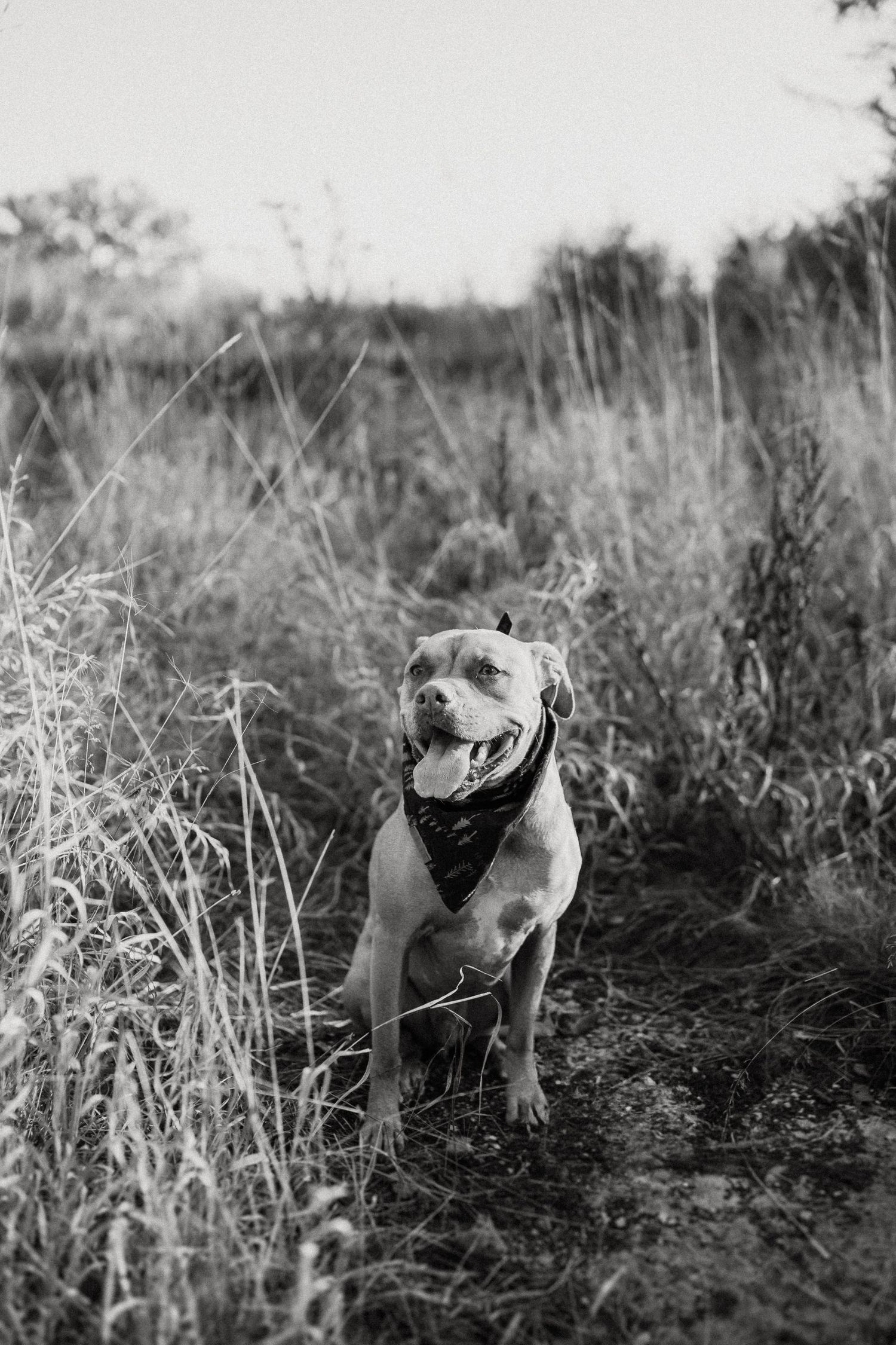 Black and white portrait of a smiling pitbull dog wearing a bandana in tall grass.