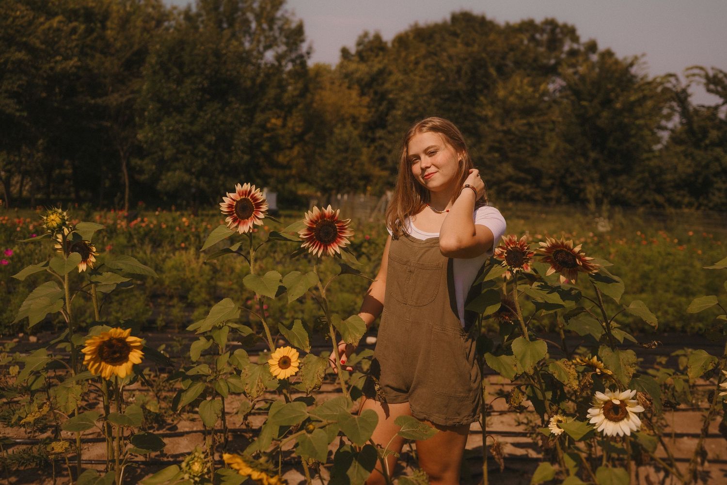 A rustic summer scene with tall sunflowers growing beside a wooden fence in warm golden evening light.