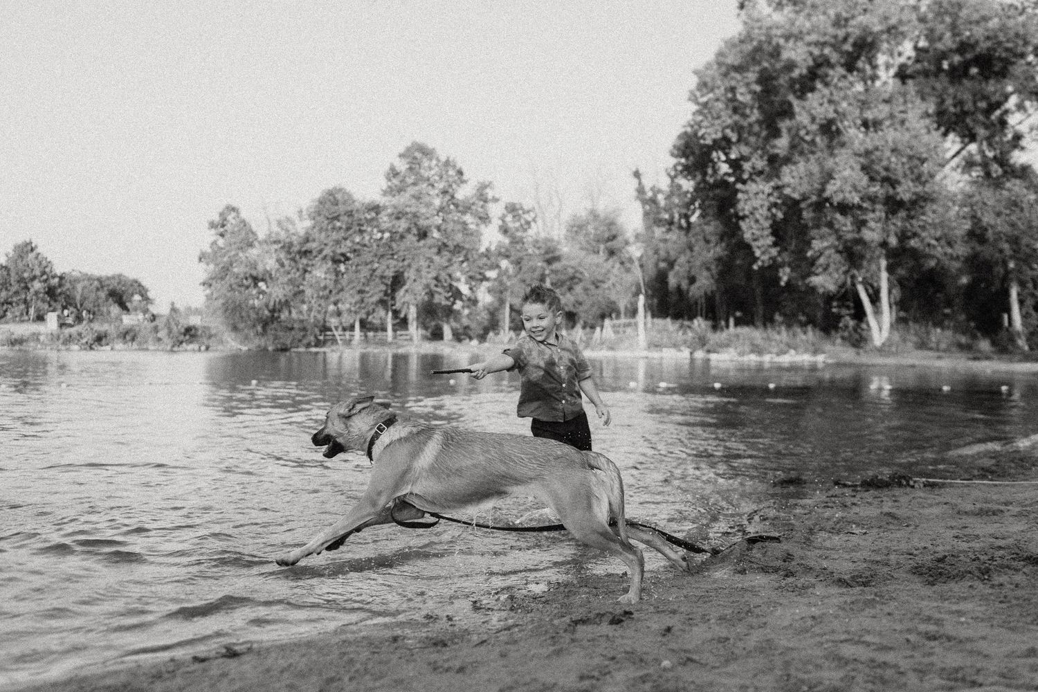 Black and white capture of someone diving into a serene lake with trees in the background.