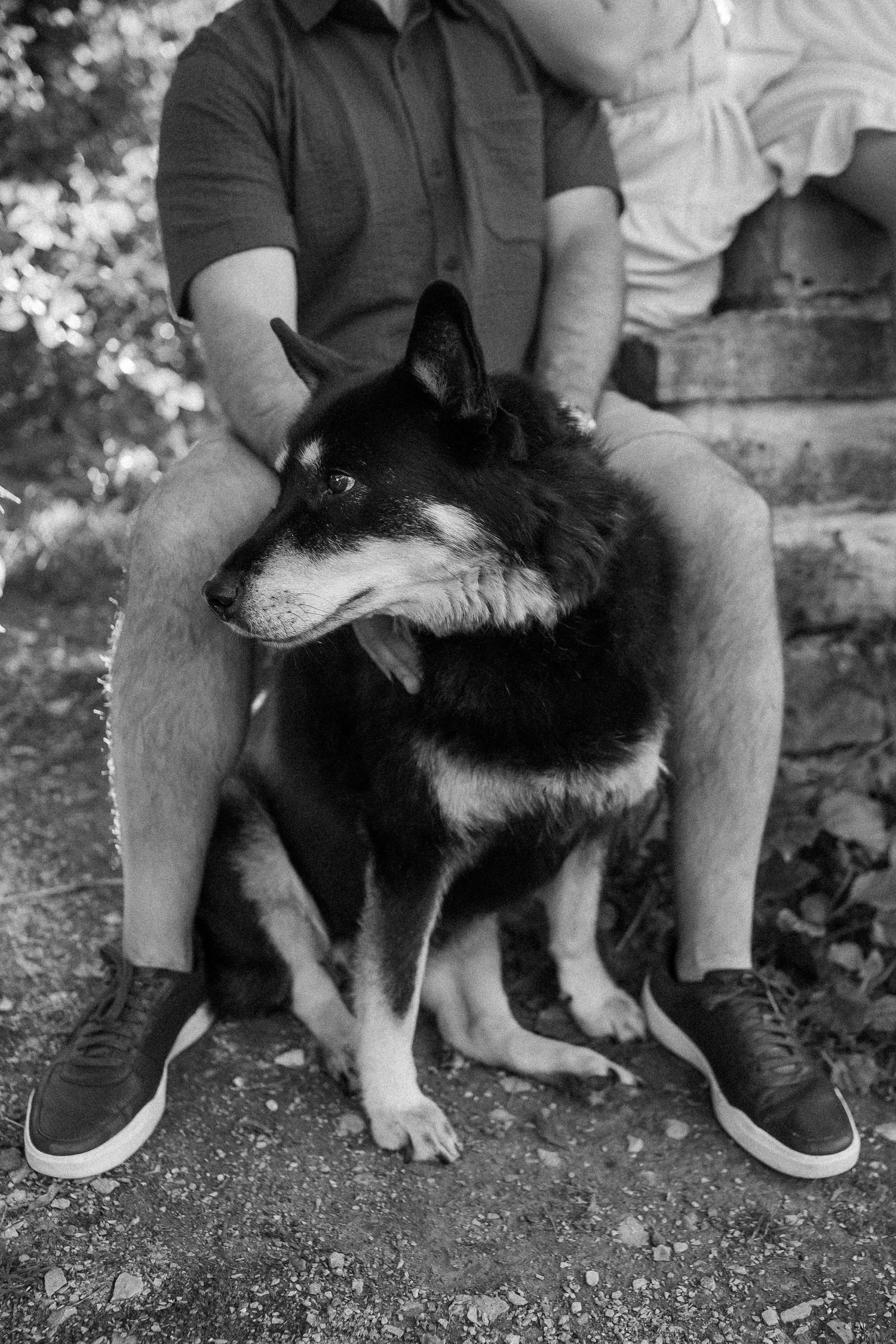 Close-up black and white photos of a black and white dog being petted while sitting on gravel.