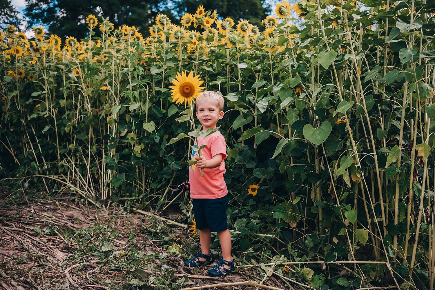 Small child standing among tall sunflowers wearing coral colored shirt.