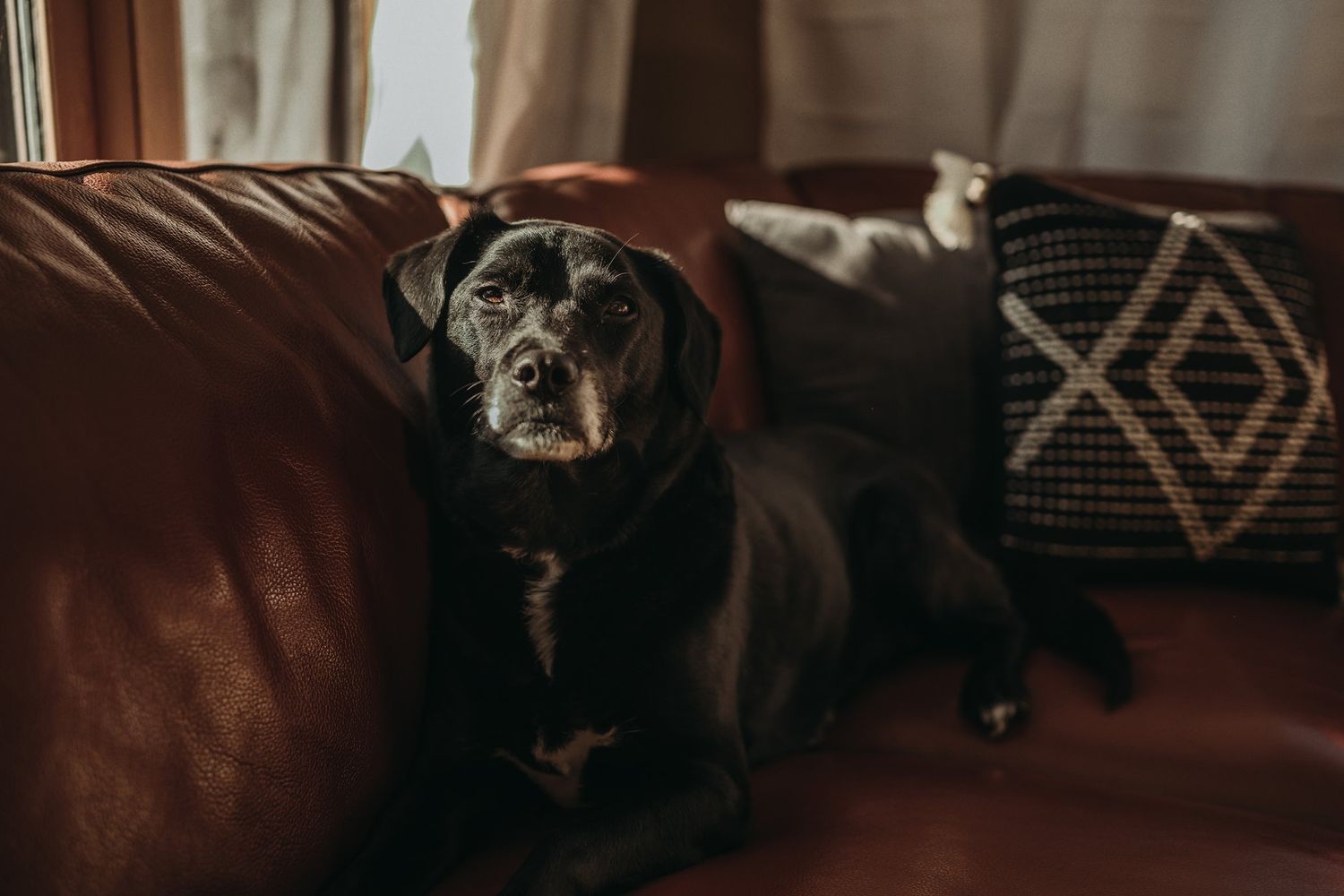 Black dog resting on brown leather couch with geometric patterned pillow.