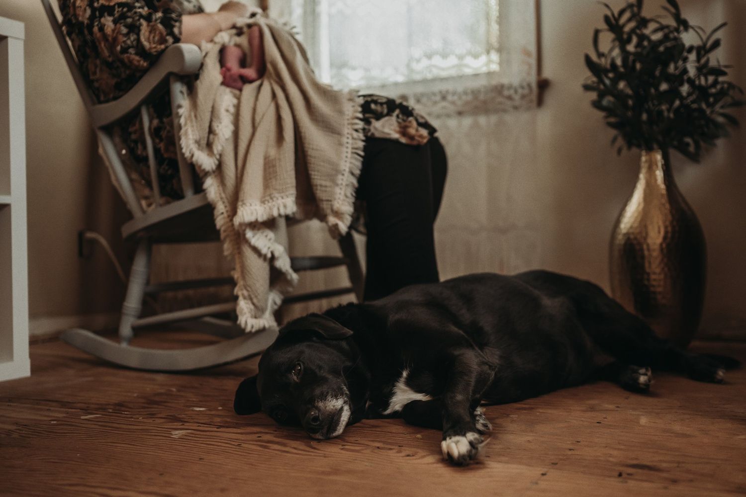 Black dog resting on wooden floor beside rocking chair in decorated nursery corner.