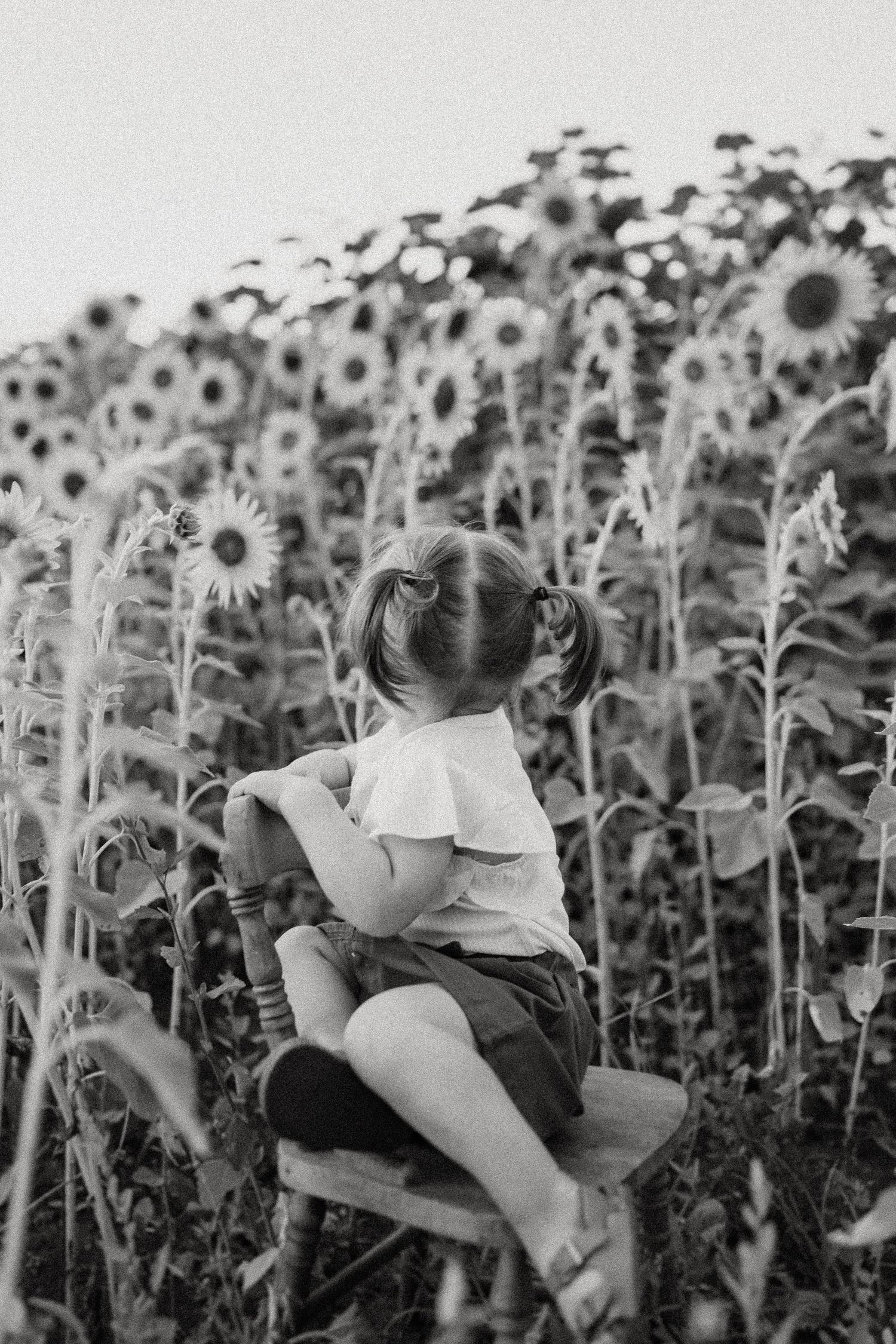 Black and white image of child sitting on chair facing field of sunflowers.