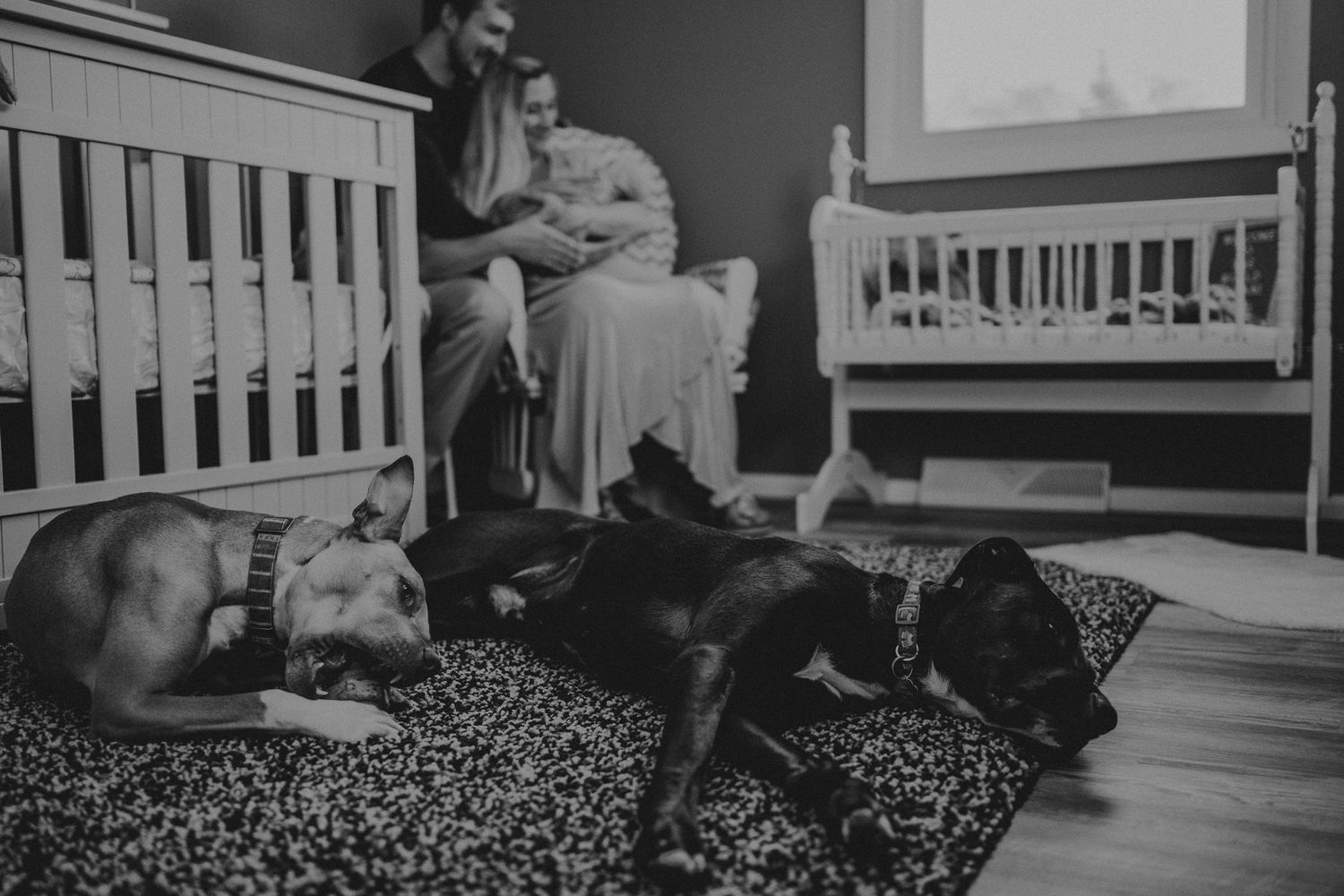 Two dogs sleeping on patterned carpet near white cribs in a nursery room.