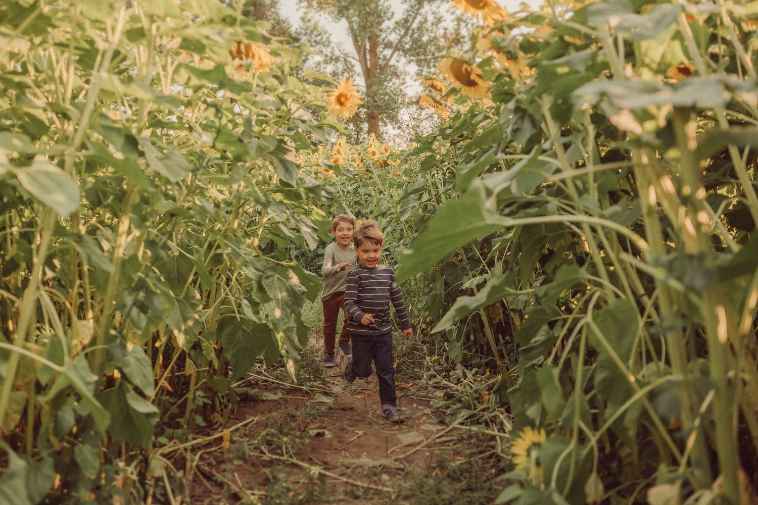 A small figure walking down a path through towering sunflowers and corn stalks.