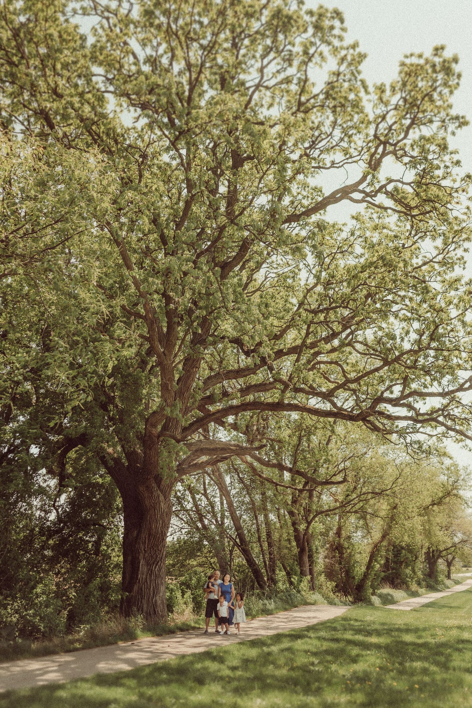 Tree-lined dirt path in a park with people walking in the distance on a sunny day.