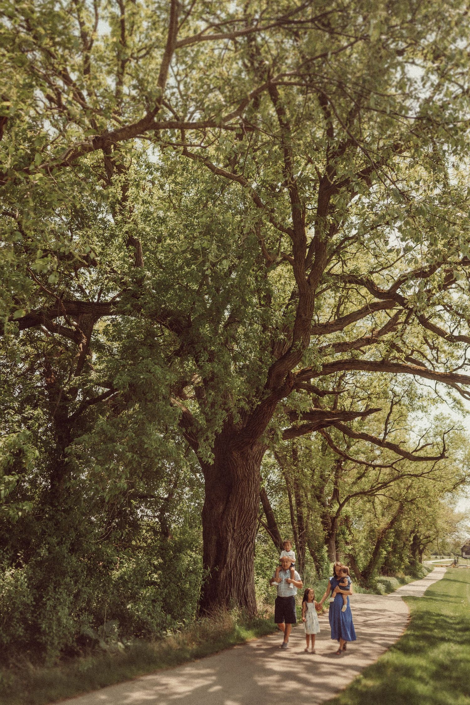 A scenic walking path bordered by towering trees captured during golden hour.