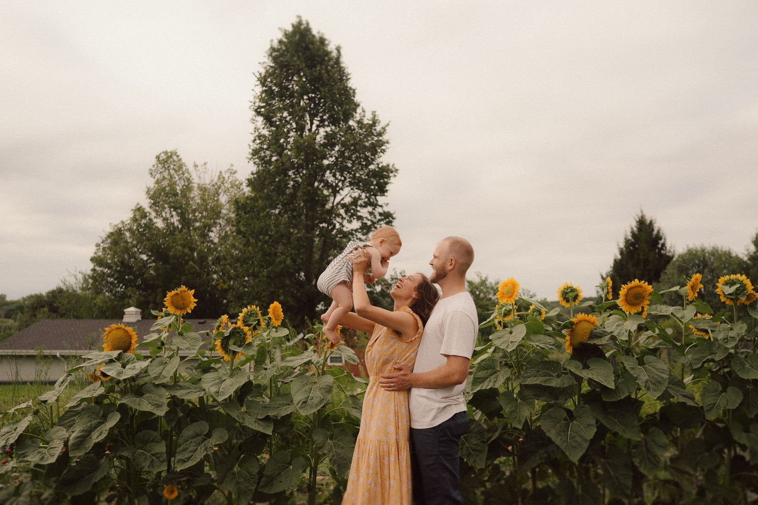 Golden sunflower field at sunset provides beautiful backdrop for romantic couple's photography session.